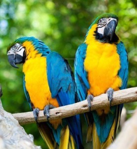 240657-parrots-blue-parrots